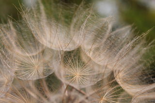 Tragopogon porrifolius seeds