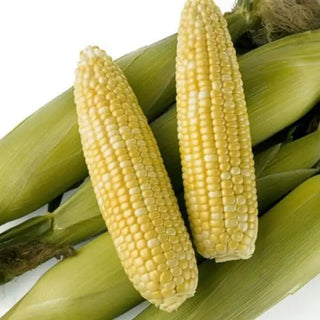 Zea mays <br>SWEETCORN OBSESSION