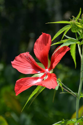 Hibiscus coccineus <br>SCARLET ROSE MALLOW