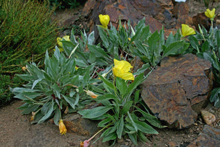 Oenothera macrocarpa, O. missouriensis <br>MISSOURI EVENING PRIMROSE