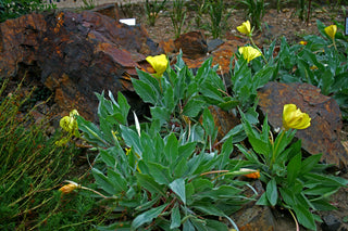 Oenothera macrocarpa, O. missouriensis <br>MISSOURI EVENING PRIMROSE