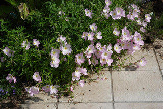 Oenothera speciosa <br>PINK EVENING PRIMROSE