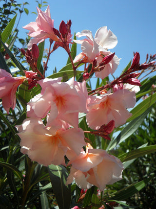 Nerium <br>OLEANDER MIX