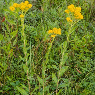 Solidago rigida <br>STIFF GOLDENROD