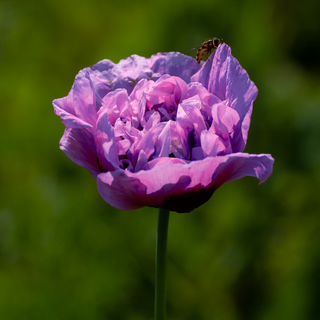 Papaver  paeoniflorum <br>POPPY 'VIOLETTA BLUSH'