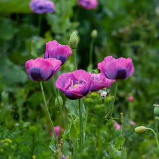 Papaver  paeoniflorum <br>POPPY 'VIOLETTA BLUSH'