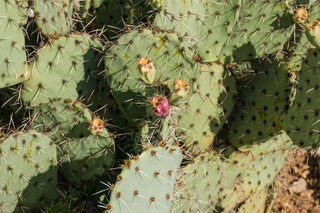 Opuntia ficus-indica <br>PRICKLY PEAR