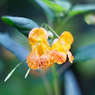 Impatiens capensis <br>TOUCH ME NOT, JEWELWEED, SPOTTED TOUCH ME NOT <br>Organic