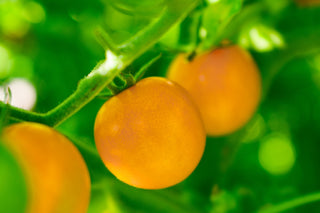 Solanum lycopersicum <br>GOLD CURRANT TOMATO