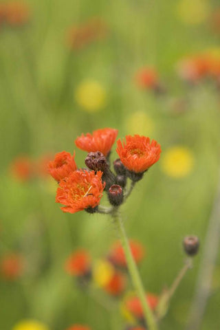 Hieracium aurantiacum <br>ORANGE HAWKWEED