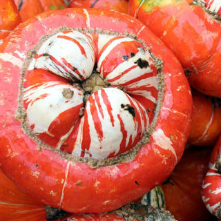 Cucurbitaceae <br>TURBAN SQUASH 'TURK'S TURBAN'