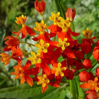 Asclepias curassavica <br>MILKWEED SILKY RED