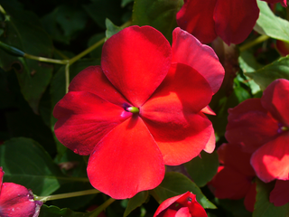 Impatiens walleriana <br>IMPATIENS BRIGHT RED