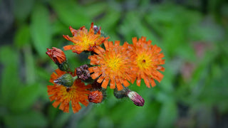 Hieracium aurantiacum <br>ORANGE HAWKWEED