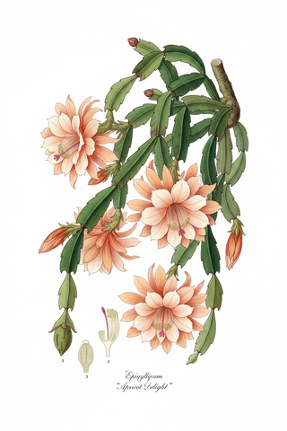 Epiphyllum crenatum <br>ORCHID CACTUS APRICOT-PEACH