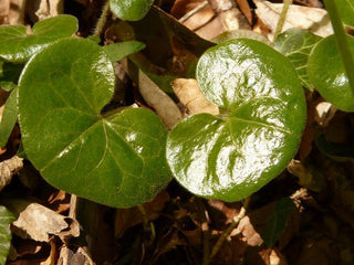 Asarum europaeum <br>EUROPEAN WILD GINGER