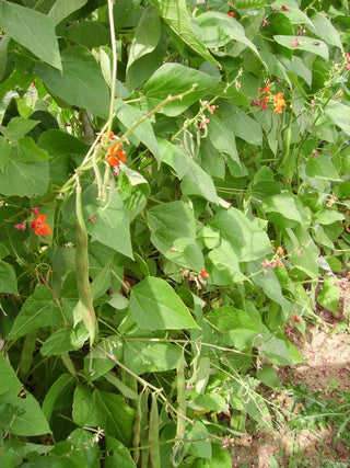 Phaseolus coccineus <br>SCARLET RUNNER, POLE BEAN