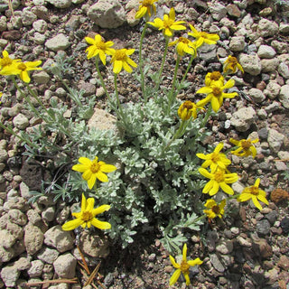 Eriophyllum lanatum <br>WOOLLY SUNFLOWER