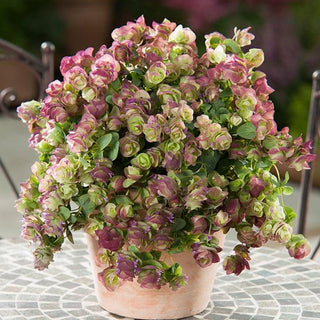 ornamental oregano