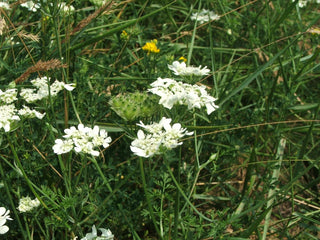 Orlaya grandiflora <br>WHITE LACE, WHITE FINCH