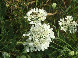 Orlaya grandiflora <br>WHITE LACE, WHITE FINCH