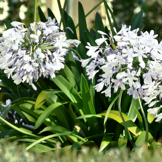 Agapanthus africanus <br>DWARF COMPACT WHITE LILY Of THE NILE, AFRICAN LILY