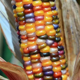 Zea mays <br>CORN GLASS GEM
