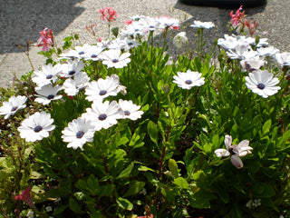 Dimorphotheca sinuata <br>AFRICAN DAISY WHITE