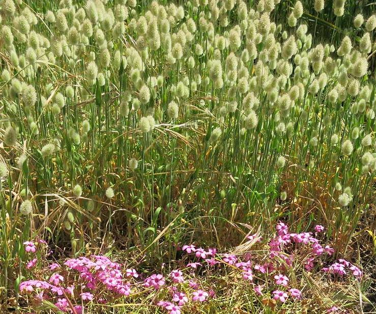 Lagurus ovatus GRASS BUNNY TAIL – Ferri Seeds