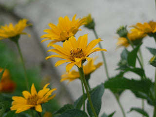 Heliopsis helianthoides <br>EARLY OXEYE SUNFLOWER