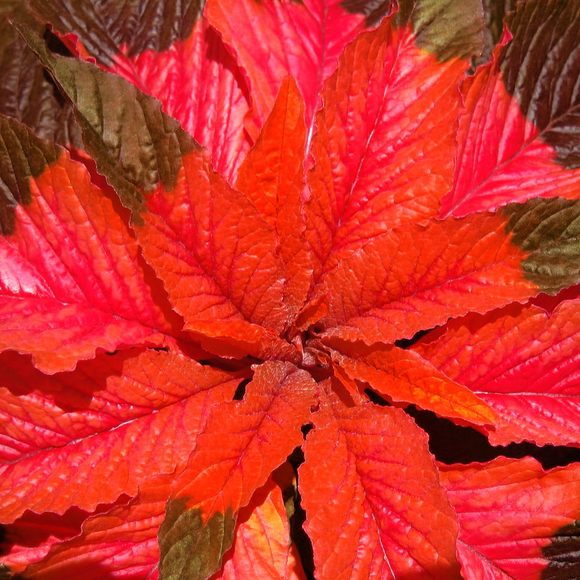 AMARANTH 'MOLTEN FIRE' Amaranthus tricolor
