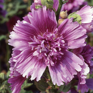 Alcea rosea DWARF 'QUEENY' PURPLE DOUBLE HOLLYHOCK Althea