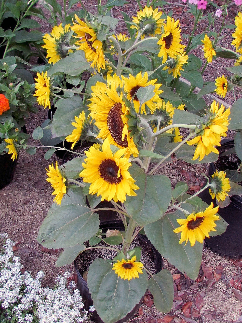 Helianthus annuus SUNFLOWER 'BIG SMILE' Dwarf – Ferri Seeds