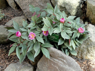 Paeonia cambessedesii <br>MAJORCAN PEONY