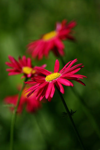 Chrysanthemum tanacetum <br>CRIMSON PAINTED DAISY