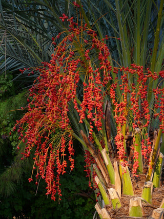 Phoenix canariensis <br>CANARY ISLAND DATE PALM