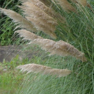 Cortaderia richardii <br>GRASS ARCHING PAMPAS , SOUTH ISLAND TOE TOE