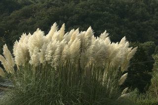 Cortaderia selloana <br>WHITE FEATHER PAMPAS GRASS, WHITE PLUME