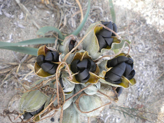 Pancratium maritimum <br>SAND LILY