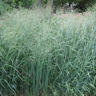 Panicum virgatum <br>BLUE GIANT SWITCHGRASS