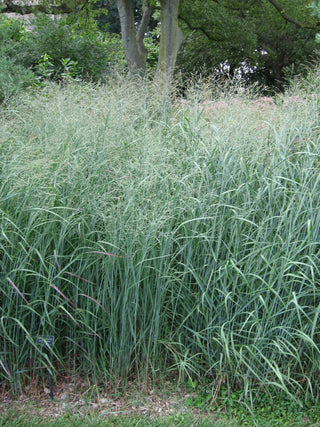 Panicum virgatum <br>BLUE GIANT SWITCHGRASS