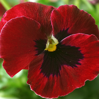 Viola Wittrockiana <br>PANSY RED