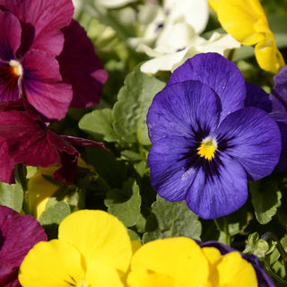 Viola Wittrockiana <br>PANSY MIX