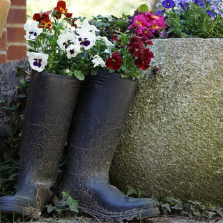 Viola Wittrockiana <br>PANSY MIX