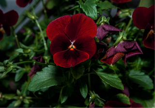 Viola cornuta <br>VIOLET RUBIN