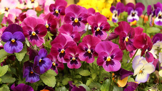 Viola Wittrockiana <br>PANSY MIX