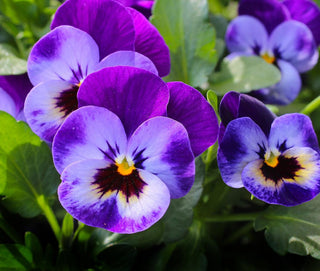 Viola wittrockiana <br>VIOLA FRIZZLE SIZZLE BLUE