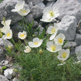 Papaver alpinum, Oreomecon alpina <br>DWARF ALPINE POPPY