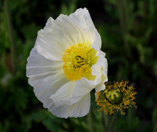 Papaver nudicaule <br>DWARF ICELAND POPPY MIX