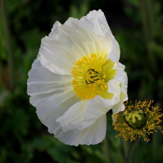 Papaver nudicaule <br>ICELAND POPPY MIX (COMPACT)